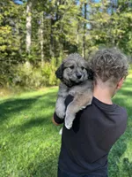 Beethoven , a female Golden Pyrenees for sale in Morgantown, PA – 2 of 5