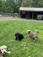 Methuselah , a male Golden Pyrenees for sale in Morgantown, PA – 7 of 8