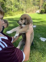Sahara, a female Golden Pyrenees for sale in Morgantown, PA – 4 of 7