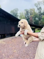 Fluff Ball, a female Golden Pyrenees for sale in Morgantown, PA – 2 of 8
