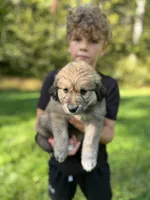 Beethoven , a female Golden Pyrenees for sale in Morgantown, PA – 3 of 5