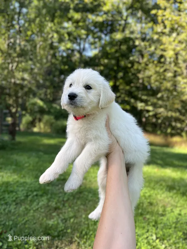 White Fang – Golden Pyrenees puppy for sale in Morgantown, PA