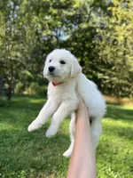 White Fang, a female Golden Pyrenees for sale in Morgantown, PA – 1 of 7