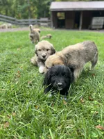 Methuselah , a male Golden Pyrenees for sale in Morgantown, PA – 6 of 8