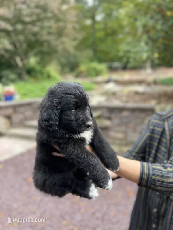 Methuselah  – Golden Pyrenees puppy for sale in Morgantown, PA