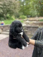 Methuselah , a male Golden Pyrenees for sale in Morgantown, PA – 1 of 8
