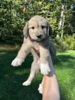 Toto, a female Golden Pyrenees for sale in Morgantown, PA – 4 of 4
