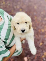 Fluff Ball, a female Golden Pyrenees for sale in Morgantown, PA – 3 of 8