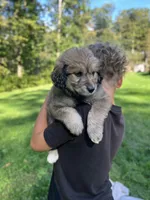 Beethoven , a female Golden Pyrenees for sale in Morgantown, PA – 4 of 5