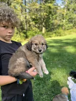 Beethoven , a female Golden Pyrenees for sale in Morgantown, PA – 5 of 5