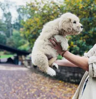 Fluff Ball, a female Golden Pyrenees for sale in Morgantown, PA – 6 of 8