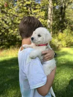 White Fang, a female Golden Pyrenees for sale in Morgantown, PA – 4 of 7