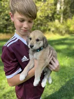Sahara, a female Golden Pyrenees for sale in Morgantown, PA – 6 of 7