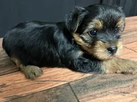 Clover, a male Yorkshire Terrier for sale in Springfield, MO – 2 of 3