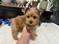 Finn, a male Yorkshire Terrier for sale in Springfield, MO – 4 of 8