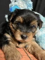 Clover, a male Yorkshire Terrier for sale in Springfield, MO – 1 of 3