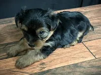 Clover, a male Yorkshire Terrier for sale in Springfield, MO – 3 of 3
