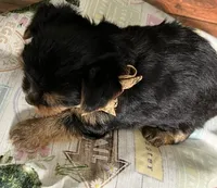 Lexi, a female Yorkshire Terrier for sale in Springfield, MO – 2 of 3
