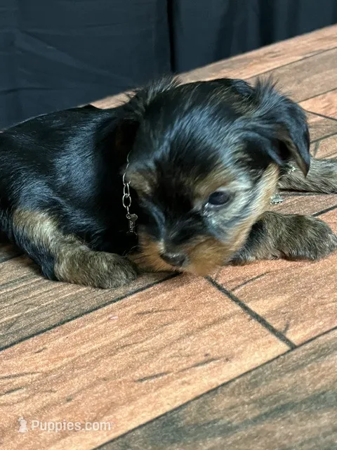 Pipper – Yorkshire Terrier puppy for sale in Springfield, MO