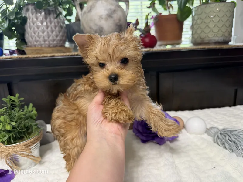 Finn – Yorkshire Terrier puppy for sale in Springfield, MO