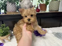 Finn, a male Yorkshire Terrier for sale in Springfield, MO – 1 of 6