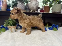 Finn, a male Yorkshire Terrier for sale in Springfield, MO – 3 of 8