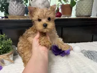 Finn, a male Yorkshire Terrier for sale in Springfield, MO – 4 of 6