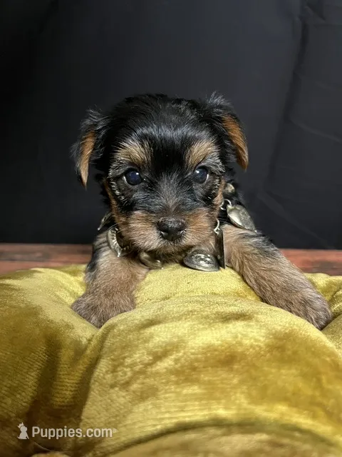 Cleo – Yorkshire Terrier puppy for sale in Springfield, MO