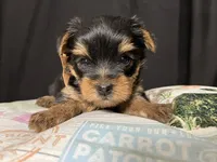 Lexi, a female Yorkshire Terrier for sale in Springfield, MO – 3 of 3