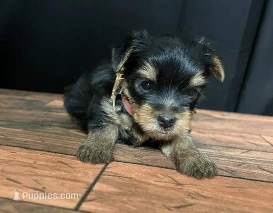 Lexi – Yorkshire Terrier puppy for sale in Springfield, MO