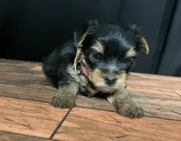 Lexi, a female Yorkshire Terrier for sale in Springfield, MO – 1 of 3