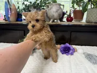 Finn, a male Yorkshire Terrier for sale in Springfield, MO – 6 of 6
