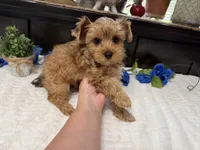 Finn, a male Yorkshire Terrier for sale in Springfield, MO – 8 of 8