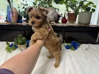Finn, a male Yorkshire Terrier for sale in Springfield, MO – 7 of 8