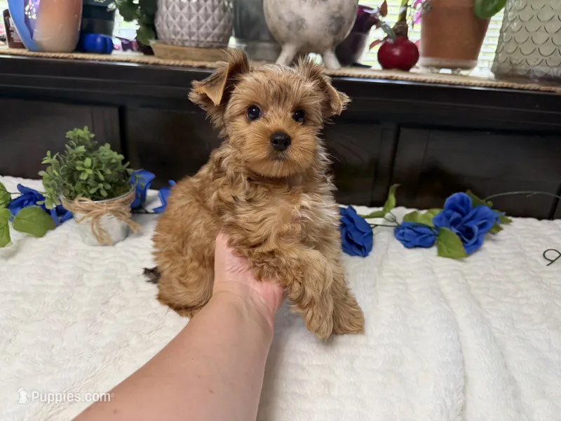 Finn – Yorkshire Terrier puppy for sale in Springfield, MO