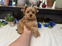 Finn, a male Yorkshire Terrier for sale in Springfield, MO – 1 of 8