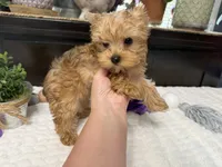 Finn, a male Yorkshire Terrier for sale in Springfield, MO – 3 of 6