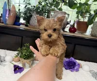 Finn, a male Yorkshire Terrier for sale in Springfield, MO – 5 of 6