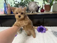 Finn, a male Yorkshire Terrier for sale in Springfield, MO – 2 of 6