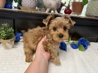 Finn, a male Yorkshire Terrier for sale in Springfield, MO – 5 of 8