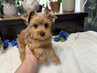 Finn, a male Yorkshire Terrier for sale in Springfield, MO – 2 of 8