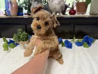 Finn, a male Yorkshire Terrier for sale in Springfield, MO – 6 of 8