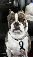 Hiro, a male Boston Terrier for sale in Stevensville, MT – 7 of 7