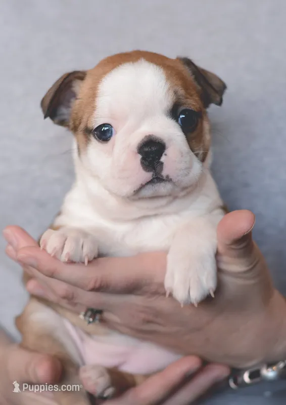 Suki – Boston Terrier puppy for sale in Stevensville, MT