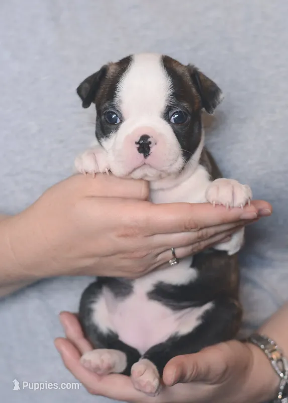 Nori – Boston Terrier puppy for sale in Stevensville, MT