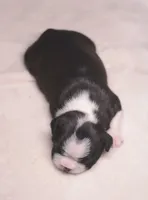 Misaki, a female Boston Terrier for sale in Stevensville, MT – 5 of 9