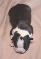 Sesame, a female Boston Terrier for sale in Stevensville, MT – 4 of 6
