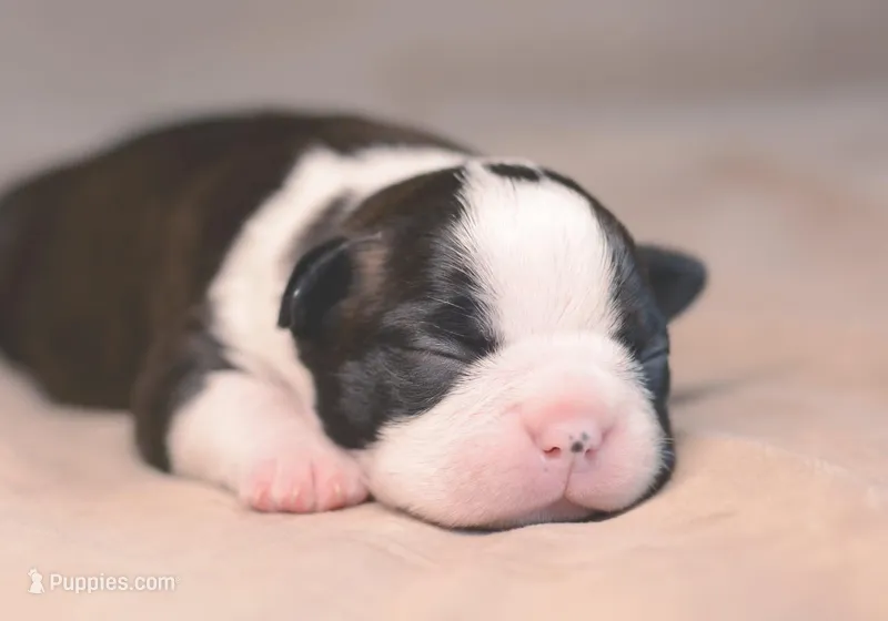 Sesame – Boston Terrier puppy for sale in Stevensville, MT