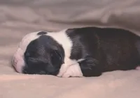 Sesame, a female Boston Terrier for sale in Stevensville, MT – 3 of 6