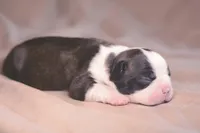 Sesame, a female Boston Terrier for sale in Stevensville, MT – 2 of 6